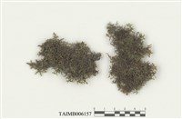 藏品(列胞耳葉蘚)的圖片